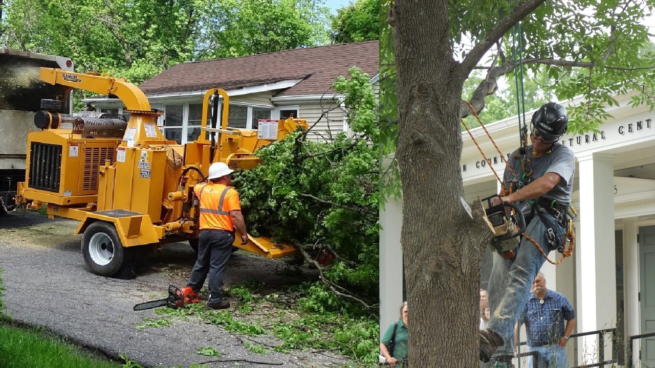 Boca Raton Tree Trimming